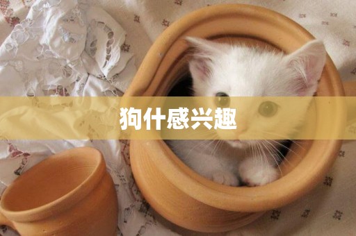狗什感興趣