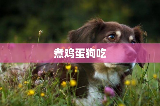 煮雞蛋狗吃