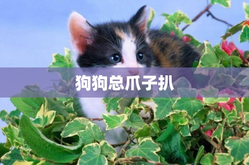 狗狗總爪子扒