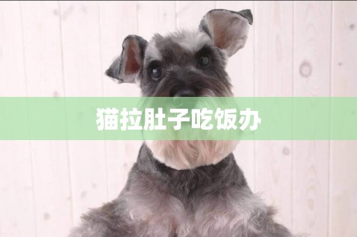 貓拉肚子吃飯辦