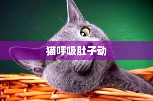 貓呼吸肚子動