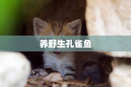 養野生孔雀魚