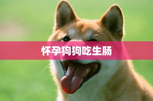 懷孕狗狗吃生腸