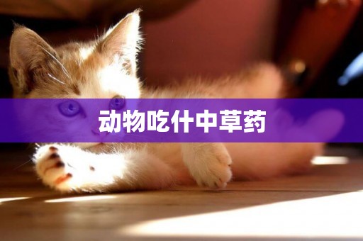 動物吃什中草藥