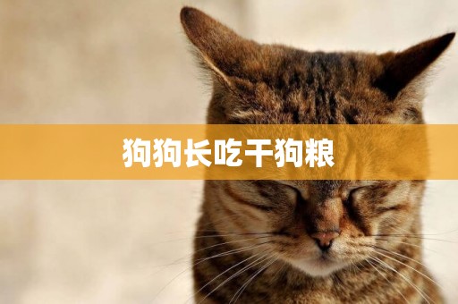 狗狗長吃干狗糧