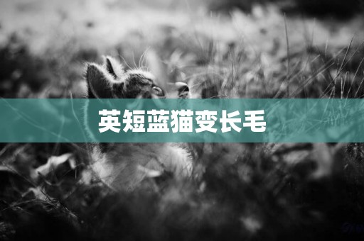 英短藍貓變長毛