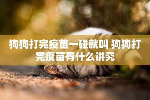 狗狗打完疫苗一碰就叫 狗狗打完疫苗有什么講究