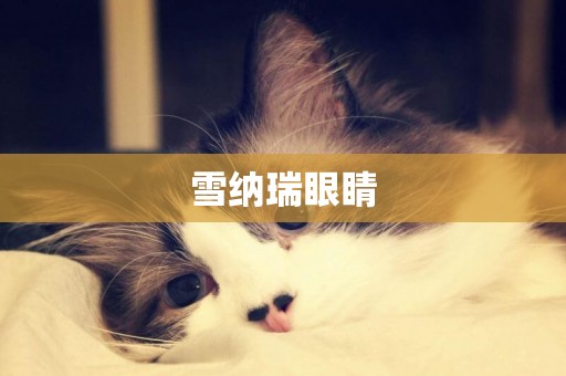 雪納瑞眼睛