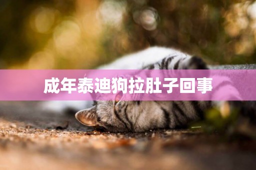 成年泰迪狗拉肚子回事