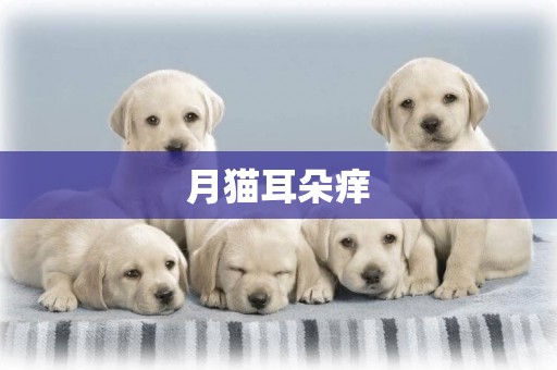月貓耳朵癢