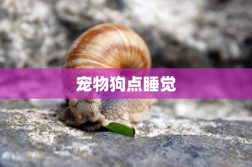寵物狗點睡覺