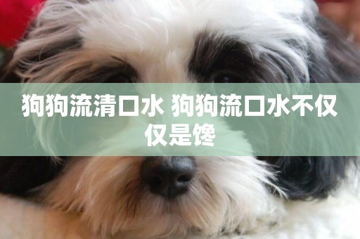 狗狗流清口水 狗狗流口水不僅僅是饞