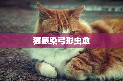 貓感染弓形蟲愈