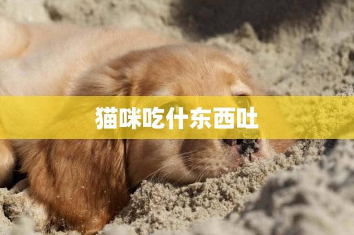 貓咪吃什東西吐