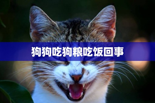 狗狗吃狗糧吃飯回事