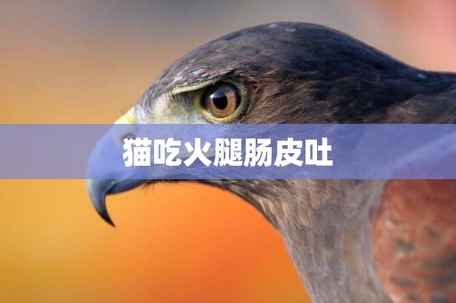 貓吃火腿腸皮吐