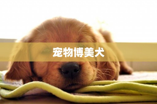 寵物博美犬