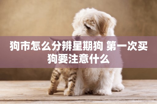 狗市怎么分辨星期狗 第一次買狗要注意什么