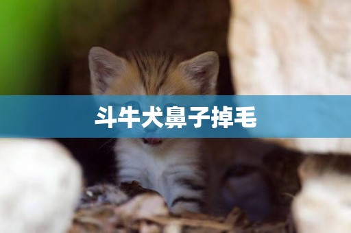 斗牛犬鼻子掉毛