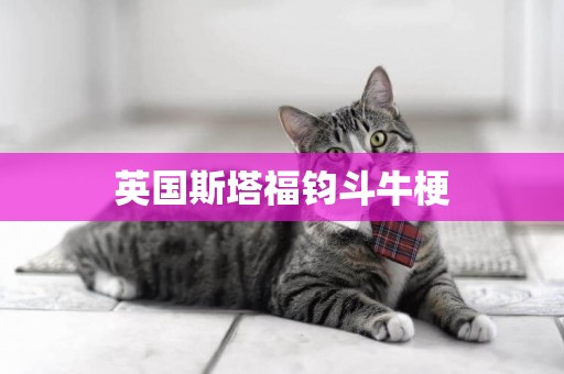英國斯塔福鈞斗牛梗