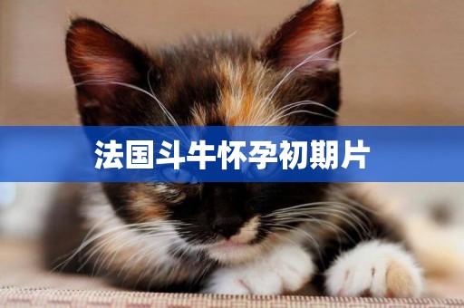 法國斗牛懷孕初期片