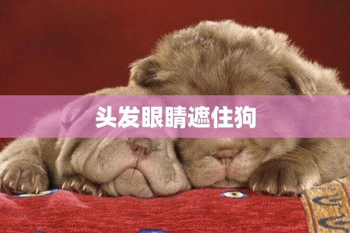 頭發眼睛遮住狗