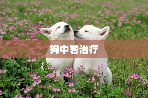 狗中暑治療