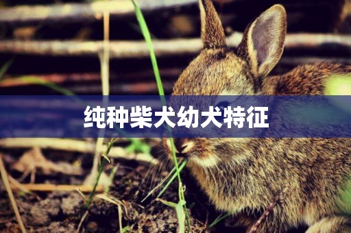 純種柴犬幼犬特征