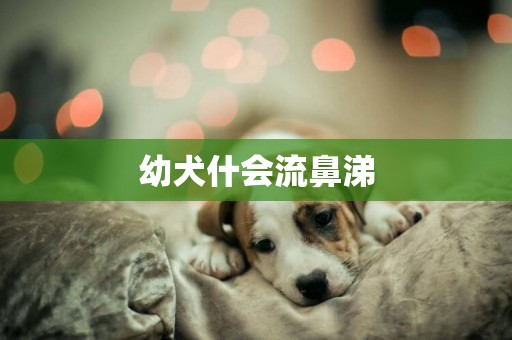 幼犬什會流鼻涕