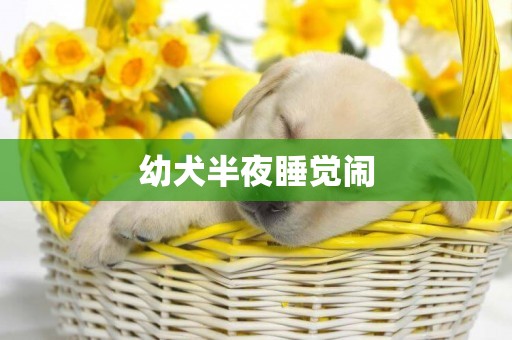幼犬半夜睡覺鬧