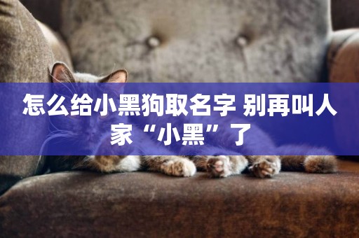 怎么給小黑狗取名字 別再叫人家“小黑”了