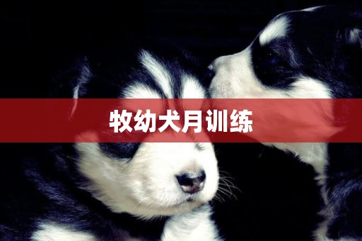 牧幼犬月訓練