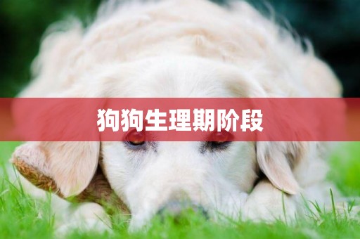 狗狗生理期階段