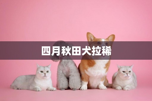 四月秋田犬拉稀