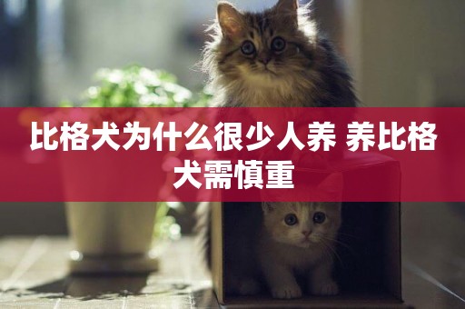 比格犬為什么很少人養 養比格犬需慎重