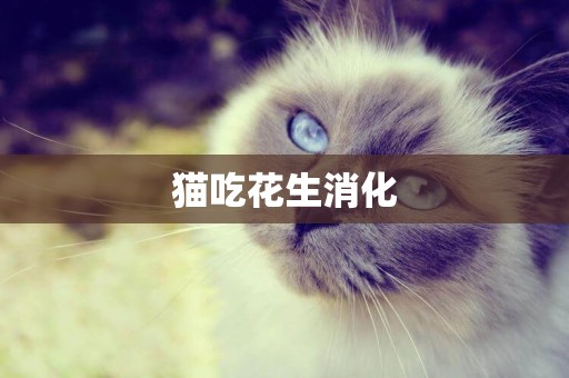 貓吃花生消化