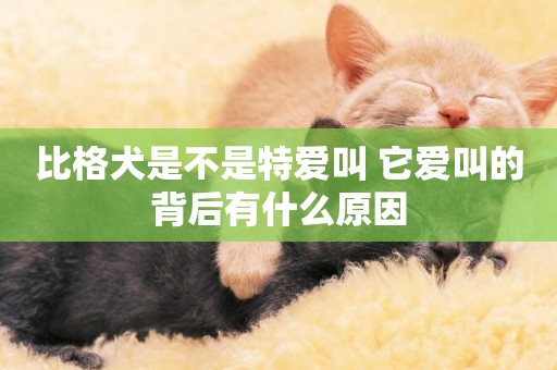 比格犬是不是特愛叫 它愛叫的背后有什么原因