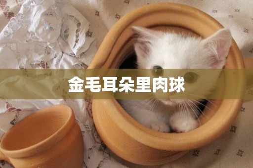 金毛耳朵里肉球
