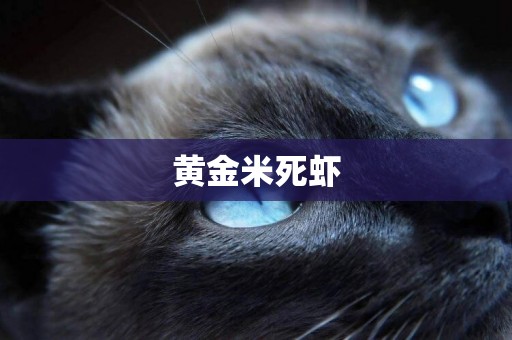 黃金米死蝦