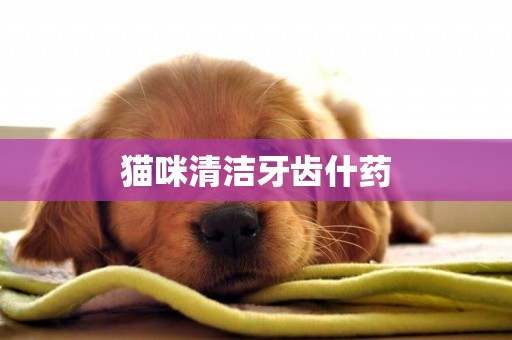 貓咪清潔牙齒什藥