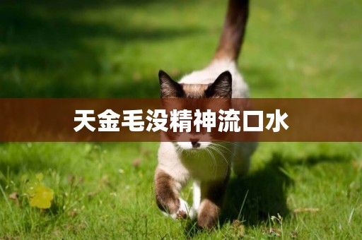 天金毛沒精神流口水