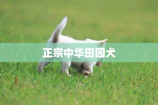 正宗中華田園犬