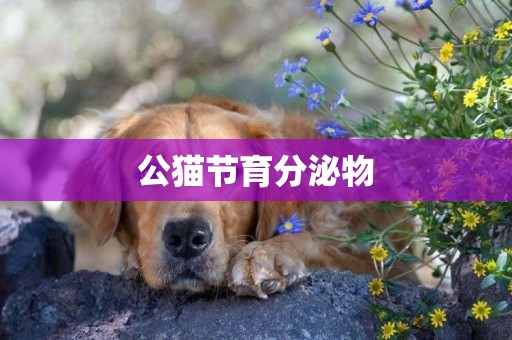 公貓節育分泌物