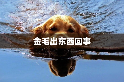 金毛出東西回事