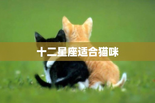 十二星座適合貓咪
