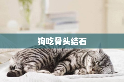 狗吃骨頭結石