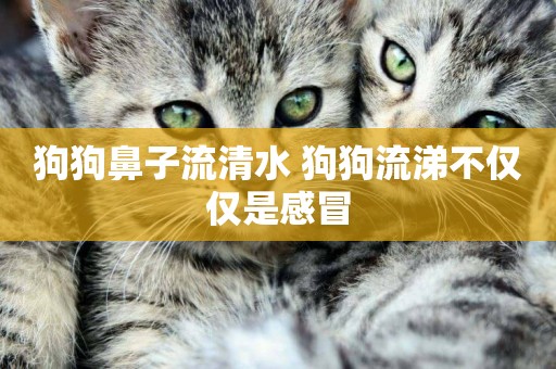 狗狗鼻子流清水 狗狗流涕不僅僅是感冒