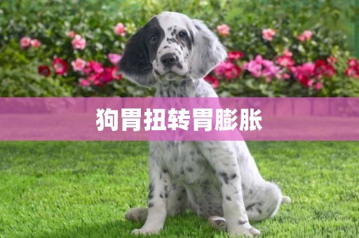 狗胃扭轉胃膨脹