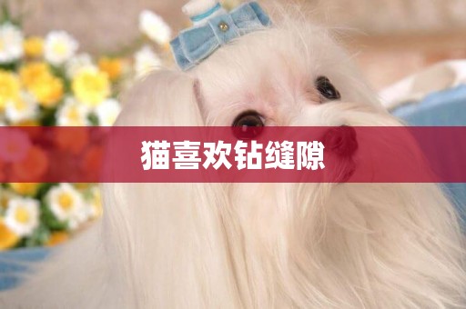 貓喜歡鉆縫隙