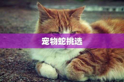 寵物蛇挑選